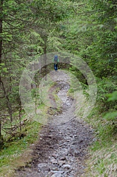 Trail in the forest and the tourist is ahead