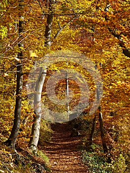 Trail in forest landscape by golden fall colors in sunlight