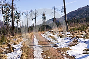 Trail in the forest during the winter