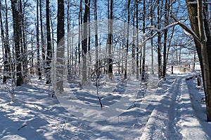 Trail through a forest in winter season