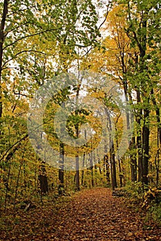 A trail through the forest with yellow and green leaves on trees in the fall in Wisconsin