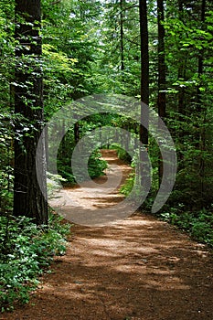 Trail in the forrest