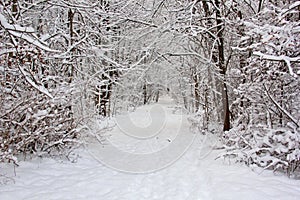 Acera después fresco la nieve 