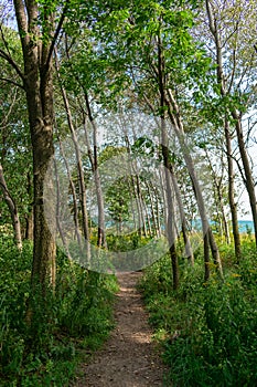 Trail in front of Lake Michigan at the Montrose Point Bird Sanctuary in Uptown Chicago