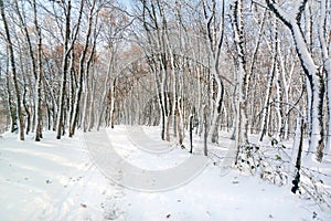 Trail with frozen tree trunks on winter