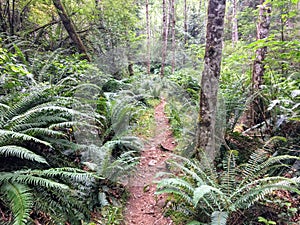 A trail full of dense ferns in a beautiful evergreen forest along a trail in East Sooke regional park, British Columbia, Canada