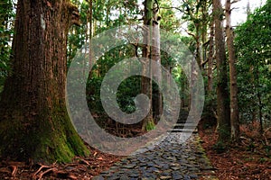 Trail in giant cypress forest