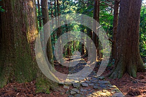 Trail in giant cypress forest