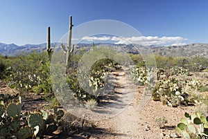 Trail through giant Saguaro cactus forest