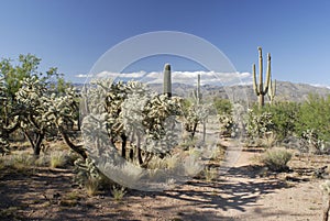 Trail in giant Saguaro cactus forest