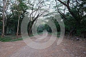 The trail goes far into the rainforest. The glade in the jungle. Rubbish near the tourist trail