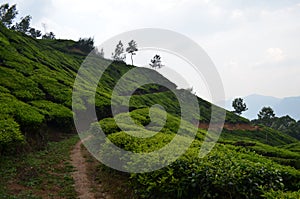 A trail goes through tea plantation