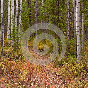 Trail in Golden Aspen Forest