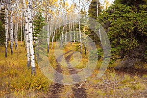 Trail in Golden Aspen Forest photo