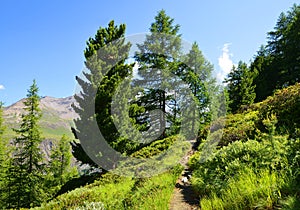 Trail in the Gran Paradiso National Park.Italy.