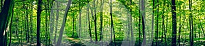 Trail in a green forest panorama landscape