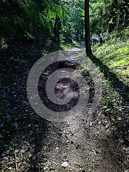 trail in the green forest in the spring in the daytime