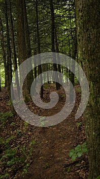 Trail in green woods