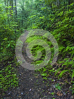 Trail, Greenbrier, Great Smoky Mountains National Park, TN