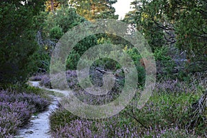 Trail in the Heath Tietlinger Heide, Walsrode, Lower Saxony