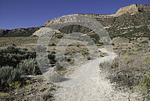 Acera en alto desierto 