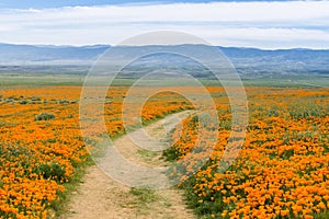 Trail on the hills of Antelope Valley California Poppy Reserve during blooming time
