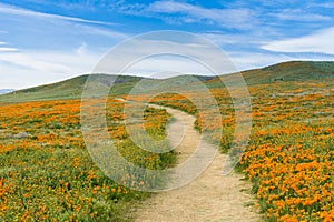 Trail on the hills of Antelope Valley California Poppy Reserve during blooming time photo