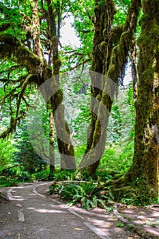 Trail in the Hoh Rainforest, Olympic National Park, Washington USA