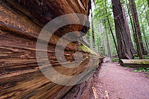 Trail in Humboldt Redwoods State Park photo