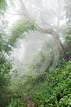 Trail through the humid jungle in the mountains