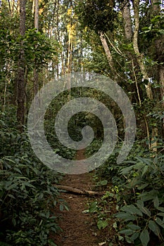 Trail inside a dense jungle on a bright sunny day