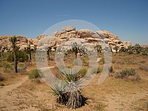 The trail in Joshua Tree NP