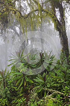 Trail in the jungle