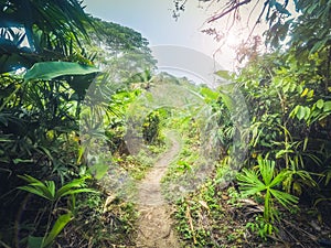 Trail in jungle / dirt track through forest -