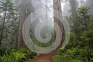 The trail in the Lady Bird Johnson grove