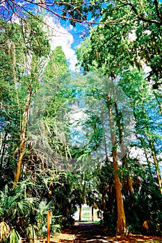 The Trail landscape of Lake parker in Lakeland, Florida