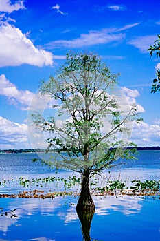 The Trail landscape of Lake parker in Lakeland, Florida