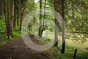 Chodník vedúci cez ďalšie lesnaté miesta v Národnom parku Slovenský raj