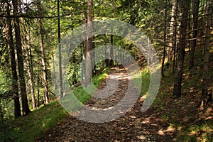 Chodník vedúci cez ďalšie lesnaté miesta v Národnom parku Slovenský raj