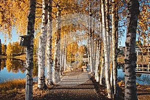 Trail leading past birch trees. The leaves glow a beautiful orange colour above the path leading to the table where you can have