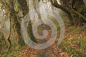 Trail leading trough a rhododendron rain forest