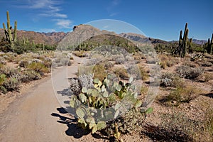 Trail leads through cacti into Sabino Canyon Recreation Area, AZ