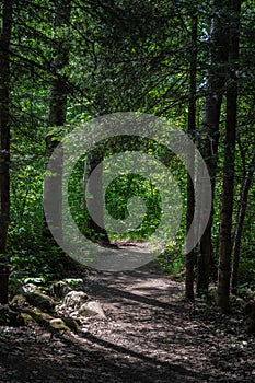 Trail Leads Through Northern Minnesota Woods