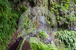 Trail at Levada Do Rei through an ancient laurel forest