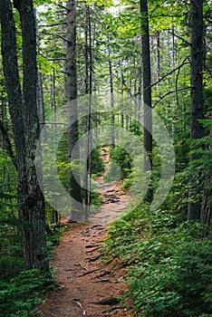 A trail in a lush forest along the Kancamagus Highway, in White Mountain National Forest, New Hampshire