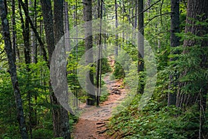 A trail in a lush forest along the Kancamagus Highway, in White Mountain National Forest, New Hampshire