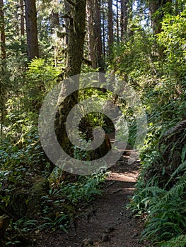 Trail through Lush Forest, Redwoods National Park