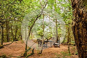 Trail through lush green forest with bench and table in the Netherlands