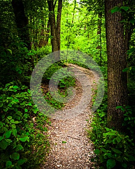 Trail through lush green forest in Codorus State Park, Pennsylvania.