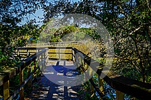 trail through the marsh photo